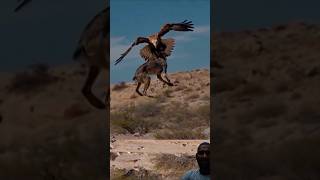 eagle carry large animals reels viralvideo animals shorts [upl. by Nytsirc]