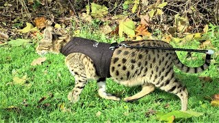 Living with a Savannah cat Autumn walk  Ep 8 [upl. by Annas603]