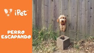 Vídeo de COMO ESCAPA UN PERRO escapista [upl. by Harlie842]