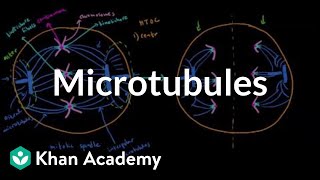 Microtubules  Cells  MCAT  Khan Academy [upl. by Novaj983]