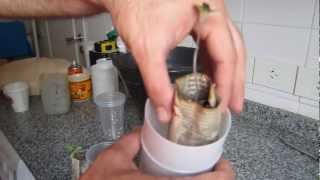 Como germinar semillas dia 31  Transplantar tomate y lechuga [upl. by Garrik]