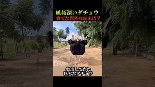 嫉妬深いダチョウを育てた意外な結末は！？ 感動 動物 animals [upl. by Beutner982]