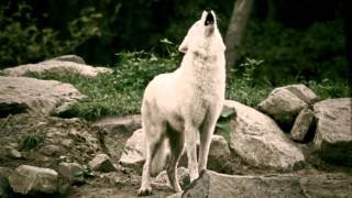 Eerily beautiful White Wolves howling in the deer park  Schaurig schön Wölfe heulen im Wildpark [upl. by Ramad]