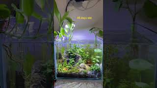 No CO2 heavily planted betta nano aquarium… subscribemychannel aquarium aquatank bettbetter [upl. by Ahter690]