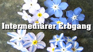 Intermediärer Erbgang schnell erklärt [upl. by Elockcin]