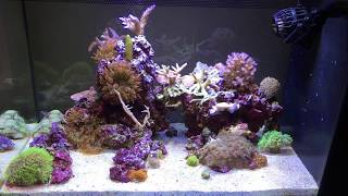 Fluval Evo 135 with SPS LPS amp Bubble Tip Anamone [upl. by Ennaid]