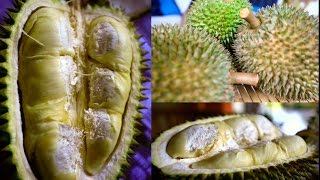 Wild Durian grow in Singapore Jungle [upl. by Bowyer451]