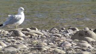 Ringed Billed Gull Going for a Stroll [upl. by Tol572]