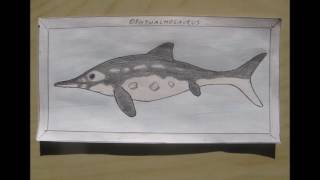 My drawings fossil marine taxa [upl. by Lorac860]