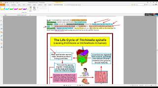 10 NEMATODES part3 TISSUE NEMATODES [upl. by Corissa]