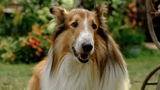 Lassie A New Adventure Trailer 2024  Out Now on Digital [upl. by Aivatnwahs]