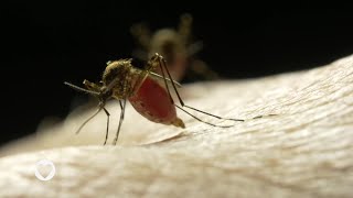 Healthy Living New Innovations and Vaccines for Malaria Treatment [upl. by Enamrej128]