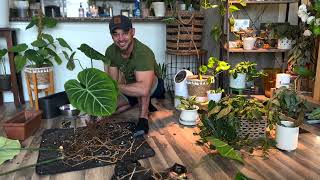 Repotting and cutting up my Philodendron gloriosum [upl. by Ellener]