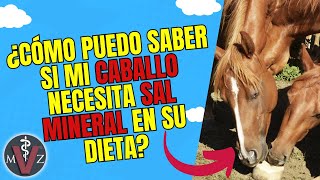 ¿Cómo puedo saber si mi caballo necesita sal mineral en su dieta [upl. by Nosauq765]