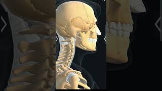 hyoid bone biology 3d anatomy [upl. by Nahshu116]