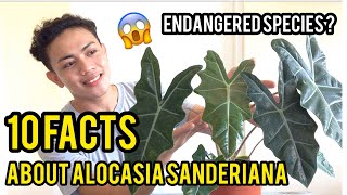 10 FACTS ABOUT ALOCASIA SANDERIANA KRISS PLANT  CARE TIPS 2021 [upl. by Arreic402]