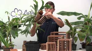 Vanda Basket 101 and Other Great Uses [upl. by Imuy]