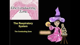 The Respiratory System The Conducting Zone [upl. by Jill969]