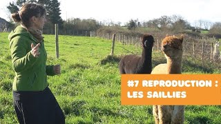 BA7 Reproduction  Les Saillies [upl. by Aihsak]