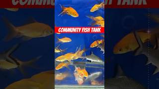 Community fish tank 🐟😍fishtank communitytank goldfish koifish mollyfish guppyfish [upl. by Harrod26]