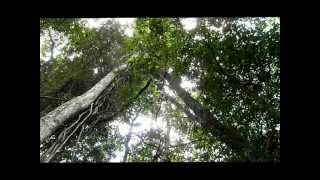 Giant Fig Tree Aerial Root Mebbin National Park NSW Australia January 6 2012 [upl. by Eugor864]