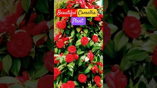 Beautiful camellia plant ☘️🥀 खूबसूरत फूलो वाला पोधाNaturewithGudiya [upl. by Anawot303]