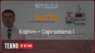 YGSLYS BİYOLOJİ  Kalıtım  Çaprazlama 1 [upl. by Nottage]