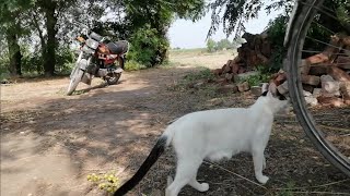 cat is playing with a bicycle travel pakistanvlog vloglife vloglifestyle catvlog viralshort [upl. by Wylde]