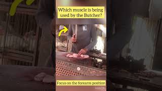 Which Muscle is the Butcher Using kinesiology anatomy muscle butcher [upl. by Lrub147]