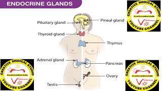 endocrine systemendocrine glandshormoneshormones function [upl. by Pratt]