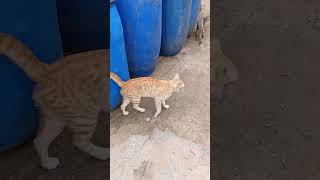 Oru orutha 😺pera solunga panni😂 pandaram cat funny reel 😂 [upl. by Bradway]