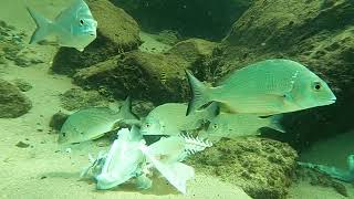 Cudgen Creek Snorkelling 28 02 2024 [upl. by Eittocs447]