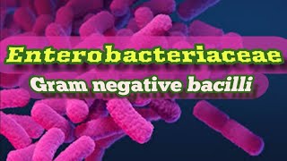 Enterobacteriaceae Family Gram Negative Bacilli [upl. by Annert]