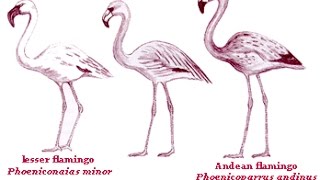 All Flamingo Species  Species List [upl. by Yolanda]