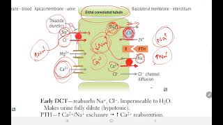 First Aid USMLE Step 1  Distal Convoluted Tubule Gitelman Syndrome Thiazides  Renal  9 [upl. by Sholom862]