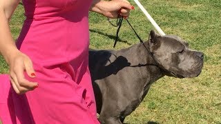 Cane Corso Dog Show The Champion is Ranked 2 in the USA [upl. by Esme]