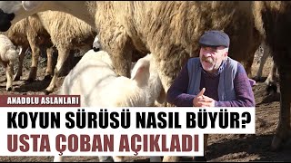 Koyun Sürüsü Nasıl Büyütülür Yılların Koyuncusu Açıkladı  Anadolu Aslanları [upl. by Aliuqaj390]