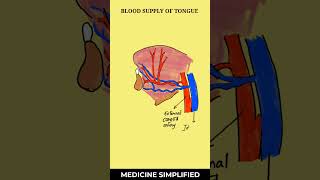 Tongue anatomy  Blood Supply of Tongue  Tongue Blood Supply  Arterial amp Venous  anatomy [upl. by Ahsenik288]