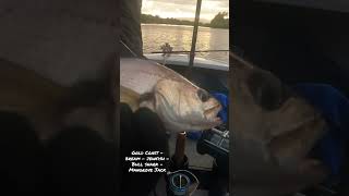 Gold Coast Fishing my first Mangrove Jack fishing fishingaustralia mangrovejack [upl. by Assirroc698]