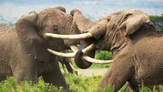 Elephant Twins Escape Battling Bulls  Dynasties II  BBC Earth [upl. by Wootan]