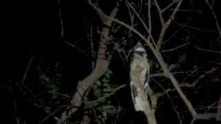 Largetailed Nightjar calling 09Mar2014 [upl. by Eachelle507]