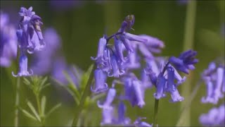 Kew Gardens  Year in the Bloom 2  The Spanish Bluebells [upl. by Etnaihc530]