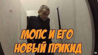 Мопс заехал в новое пальто или Мопс засветил Настю [upl. by Hesky171]