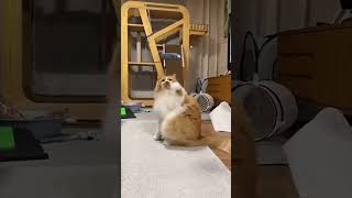 funny catcatcatscatlover catshorts funnycatsyoutubeshorts funnyvideo music [upl. by Ysirhc132]