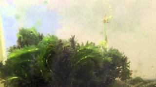 Beginner aquarium plants Elodea Anacharis Species Sunday [upl. by Gennie219]