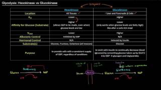 Glycolysis Hexokinase vs Glucokinase free sample [upl. by Danica]