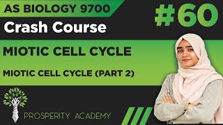 Mitotic Cell Cycle Part 2  Mitotic Cell Cycle  9700 AS Biology UrduHindi [upl. by Engeddi46]