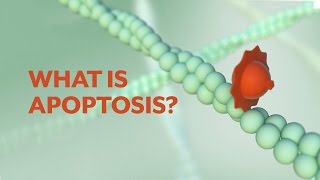 quotWhat is Apoptosisquot The Apoptotic Pathways and the Caspase Cascade [upl. by Pacien]