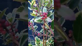 Holly berries ❤💚 [upl. by Accever]