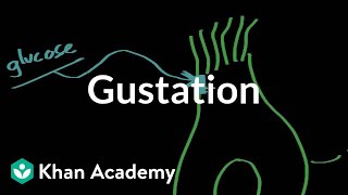 Gustation  structure and function  Processing the Environment  MCAT  Khan Academy [upl. by Agle]